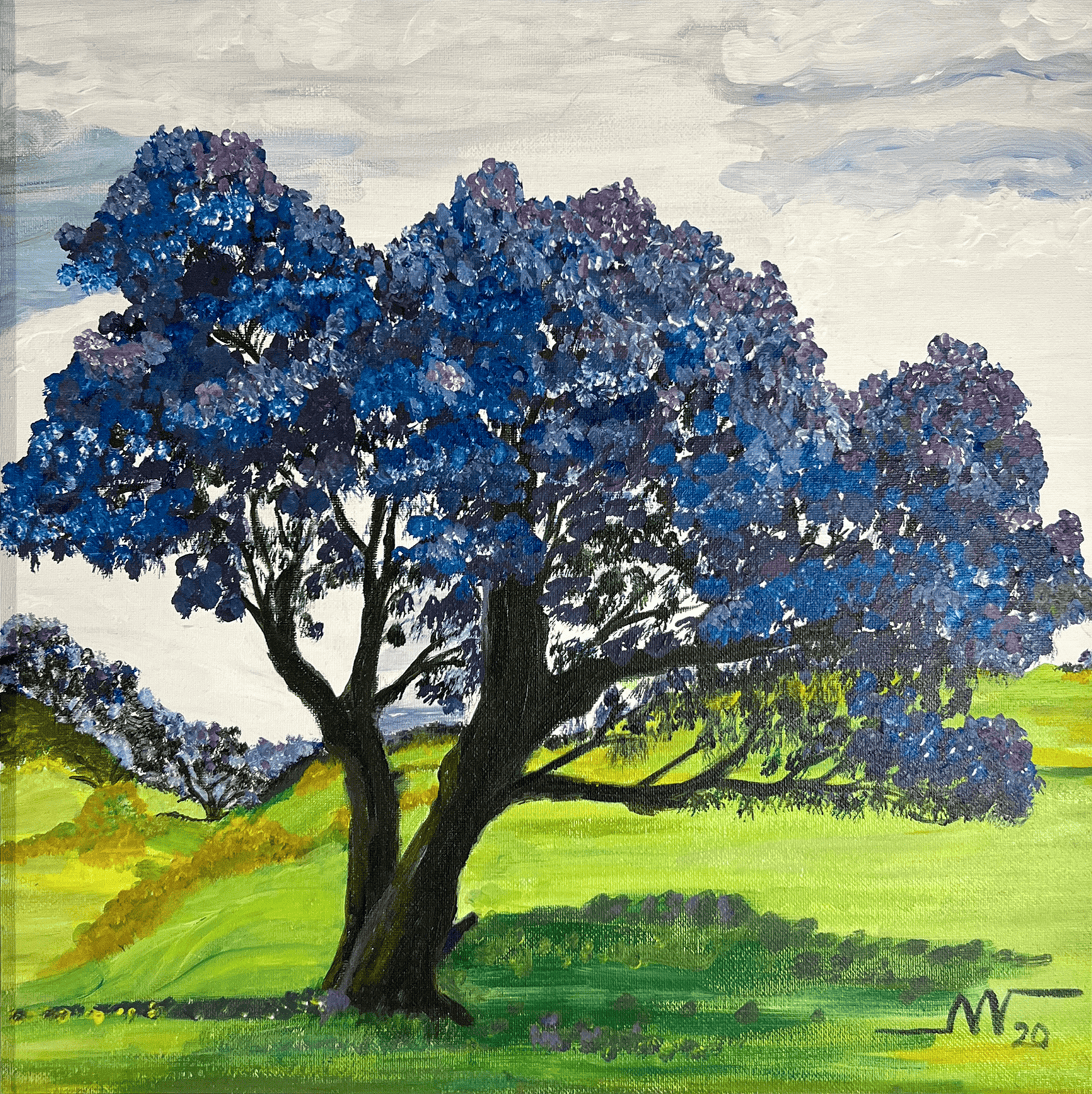 Jacaranda